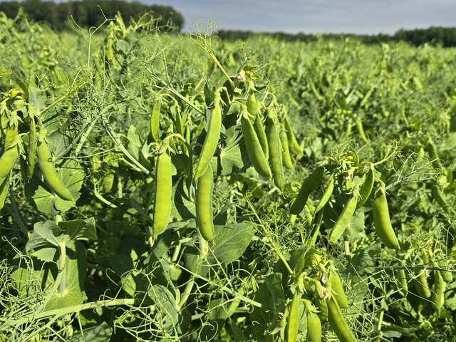 Detail of a legume crop Maturing pods and plant shoots in a dense field crop