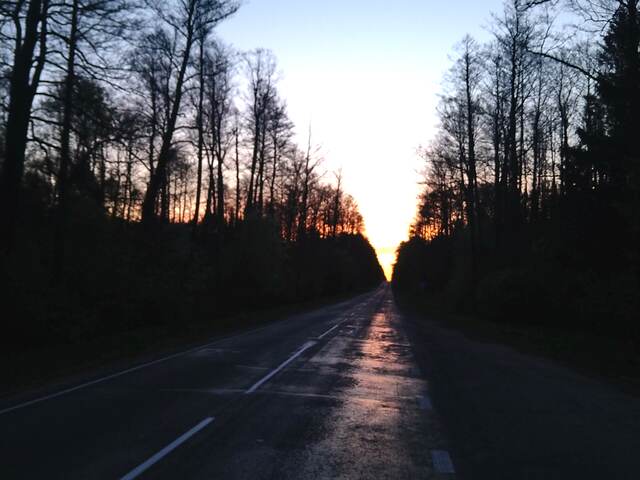 Road during a field visit Road through woodland at sunset during a field visit