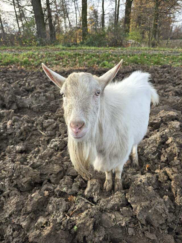 Farm animal White goat standing in a cultivated field on a farm