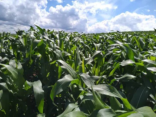 Maize crop at the height of the season Dense maize crop with lush leaves beneath a blue sky