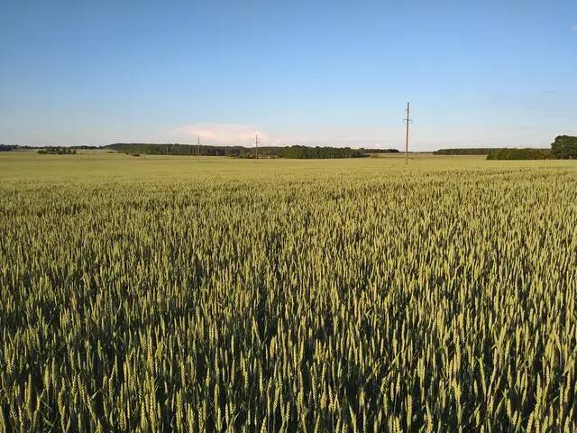 Wheat field before harvest Expansive ripe wheat field beneath a clear sky