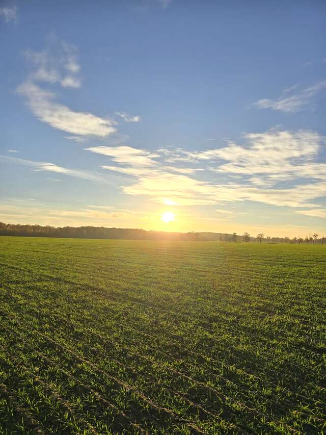 Young crop at sunset Young green crop lit by the low evening sun