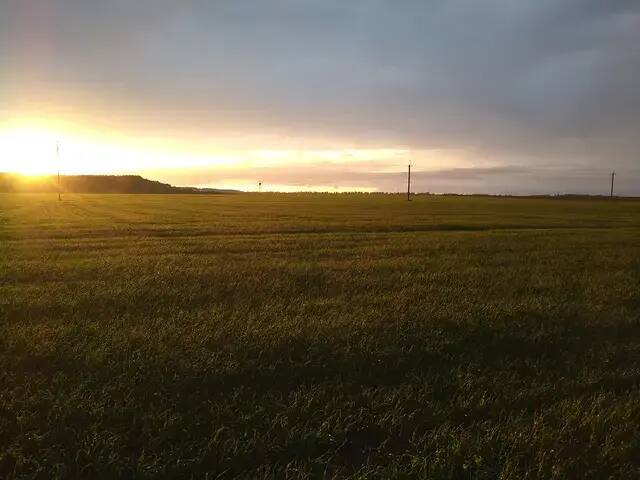 Field at sunset Green field lit by the golden light of sunset