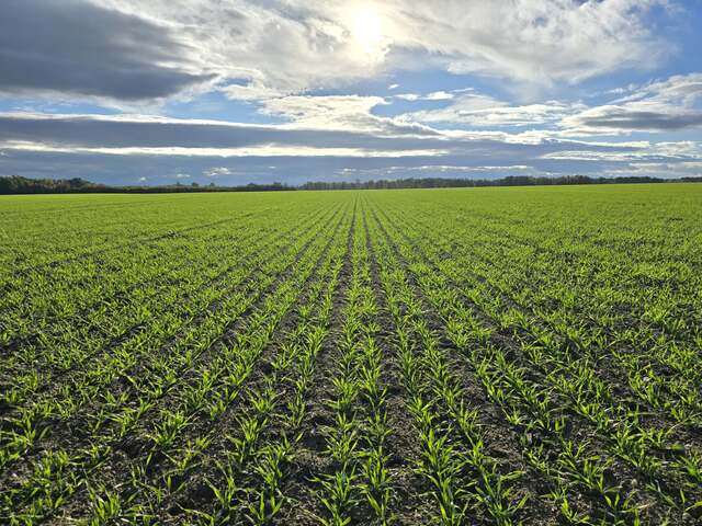 Rows of green crops Rows of young green crops beneath a broad cloudy sky