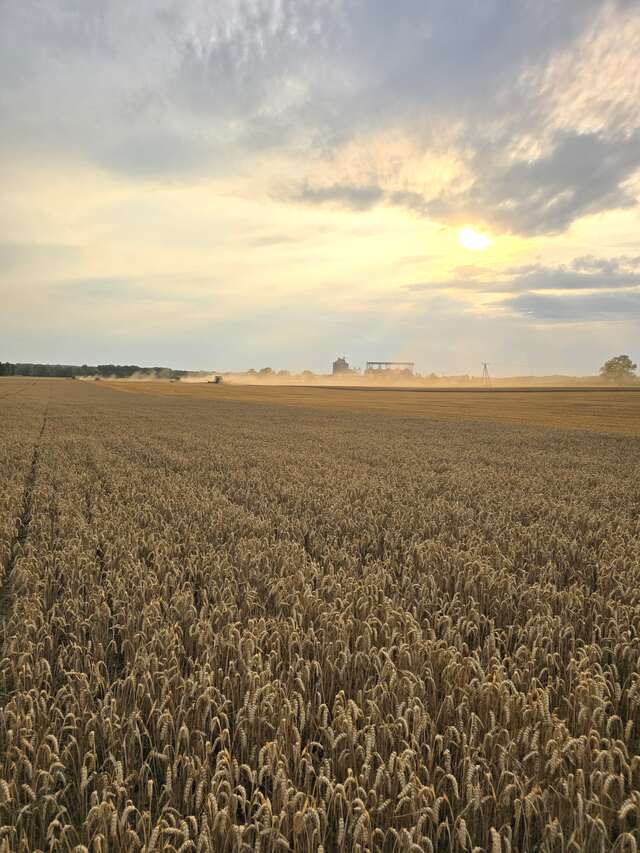 Grain at sunset Maturing grain in a field at sunset with dust in the distance