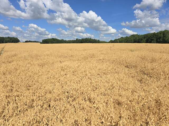 Golden field beneath clouds Golden field against a forest beneath a cloudy blue sky