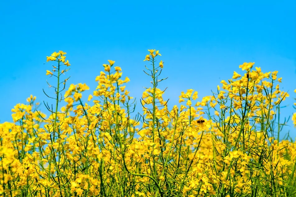 Field of flowering rapeseed representing crop production at the KSUP Prigraniczny enterprise in Belarus.
